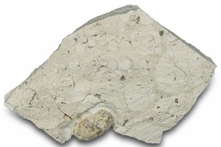 Eocene Fossil Snake Egg - Bouxwiller, France #293119